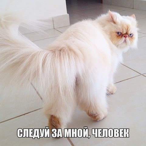 Мохнатые беспредельщики