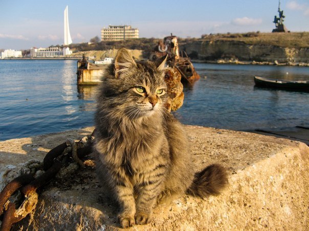 Морские котики