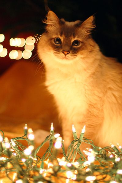 Коты из сети
