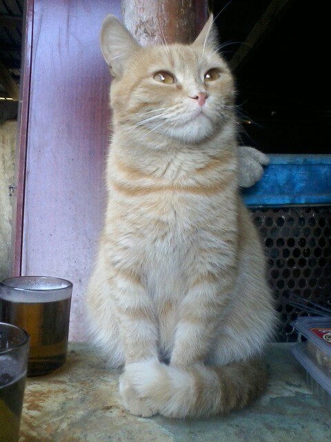 Коты из сети