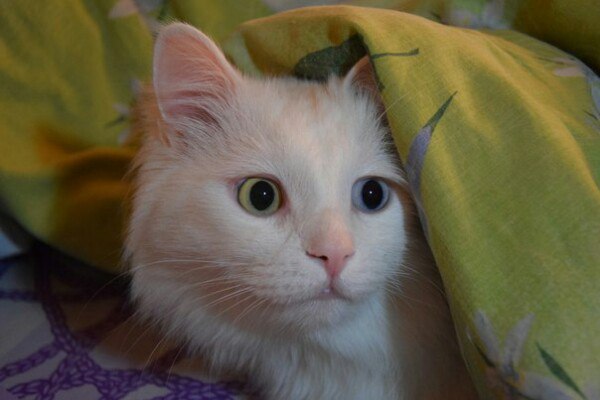 Коты и Кошки