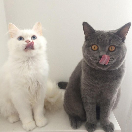 Коты и Кошки