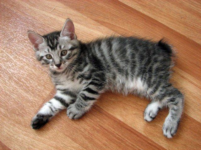 Коты и Кошки