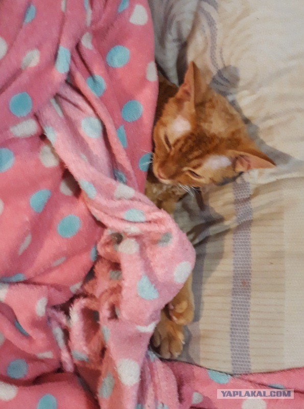 Коты и Кошки