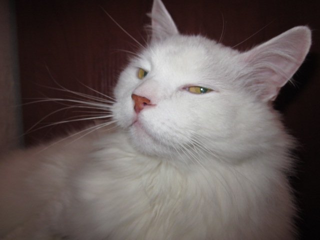 Коты и Кошки