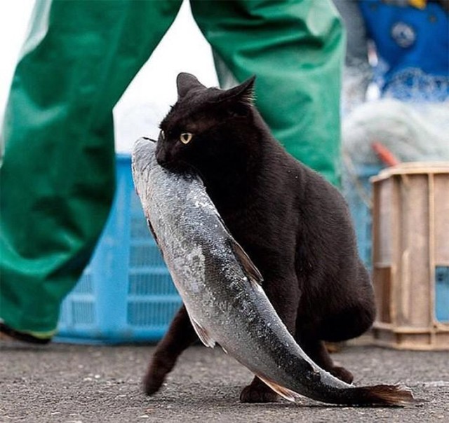 Коты и Кошки