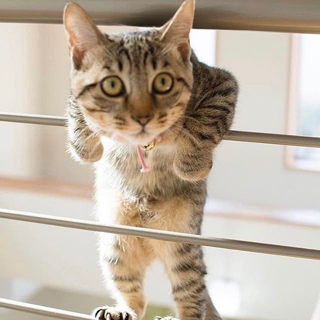 Коты и Кошки