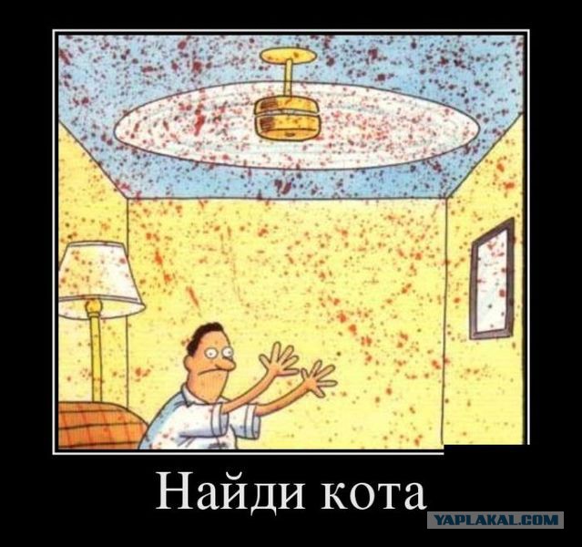 Типичный кот
