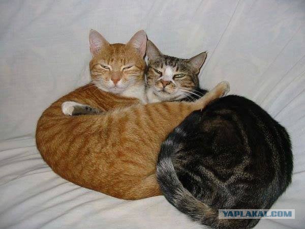 Котовторник 28.11.2017