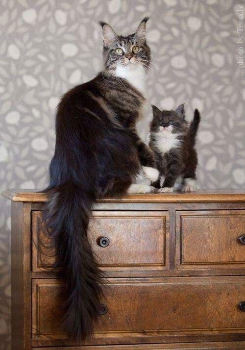Немного милоты
