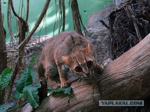 Котовторник?