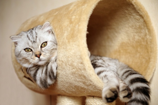 Котовторник 25.01.2011