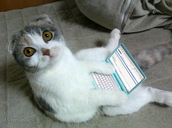 Котовторник, для любителей кошек