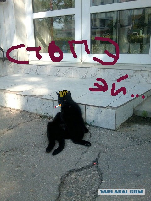 Котовторник: Кошки и ягнёнок