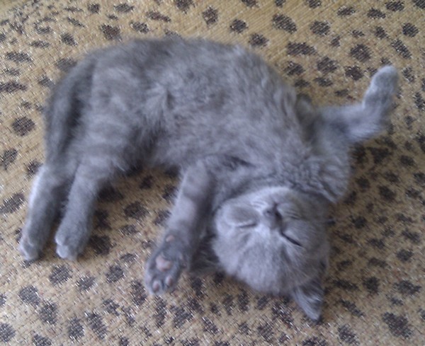 Сонный Котовторник
