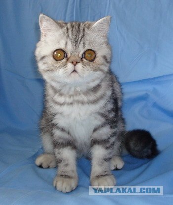 Котовторник 1.11.11
