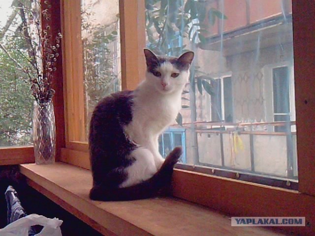 Котовторник 22.11.11