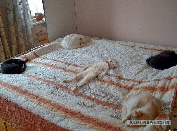 Кот, который не определился