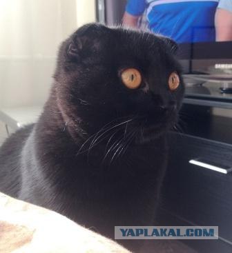 Котовторник   5.06.2012