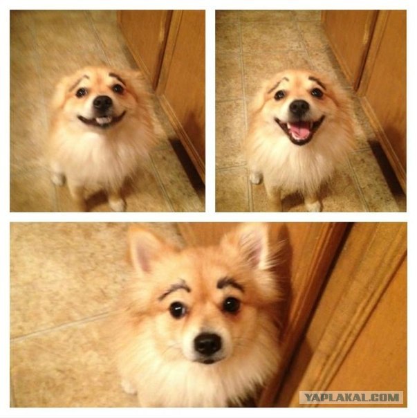 Собакочетверг 12.07.2012