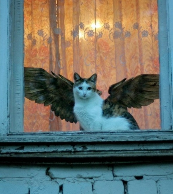 Прикольных котов пост