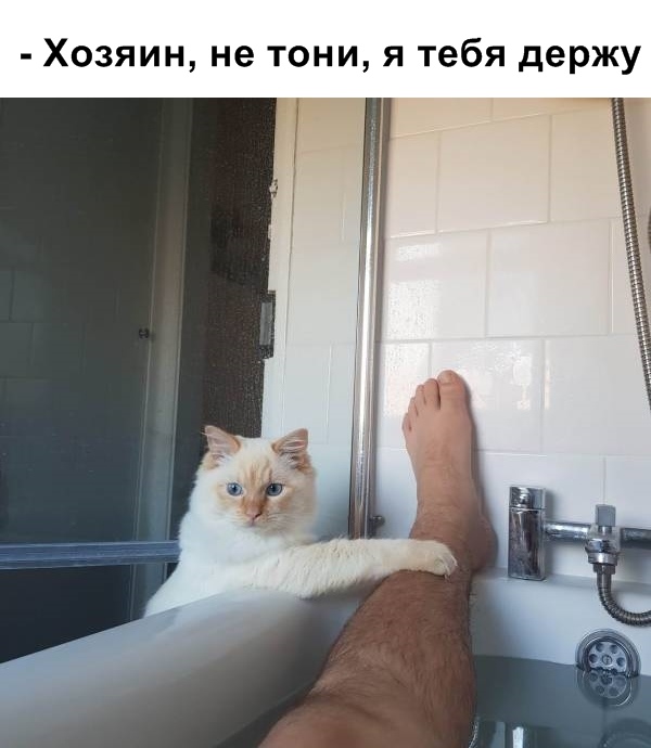 Забавные фото котеек