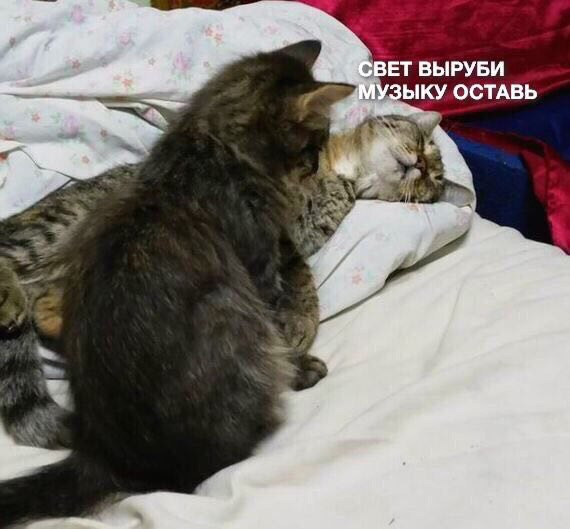 S-котство