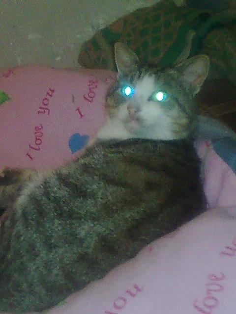 Коты с уранового рудника, надо больше урана!