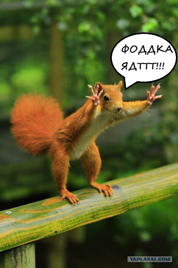 Фотожаба: Белка как бы говорит нам...