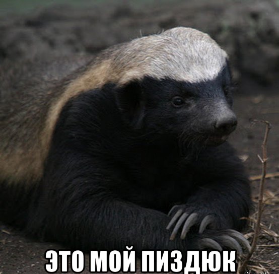 В Танзании маленький песик атаковал двух огромных львов