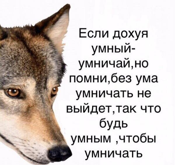 Весёлый полтишок 19.02