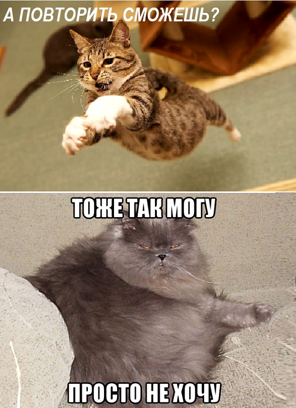 Картинки с котами и про котов