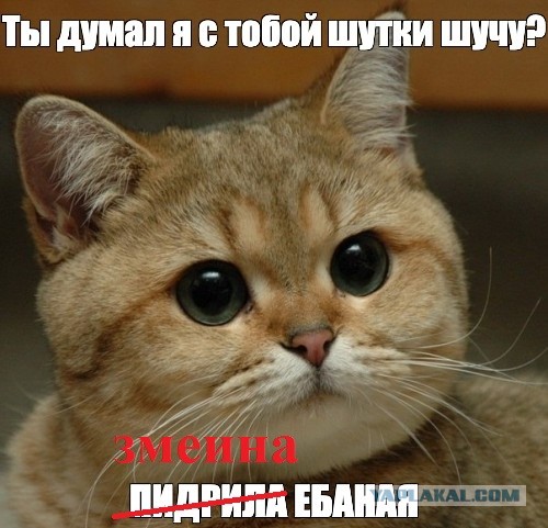 Кот завалил змея