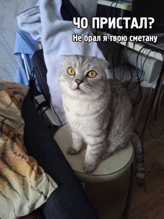 Дадим позитива в котовторник. История карманного тигра.