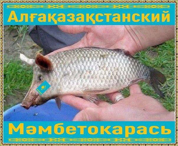 Народная меДИЧина 11.08