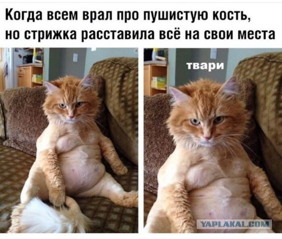 Хозяйство у жениха маленькое, жену не найдет!