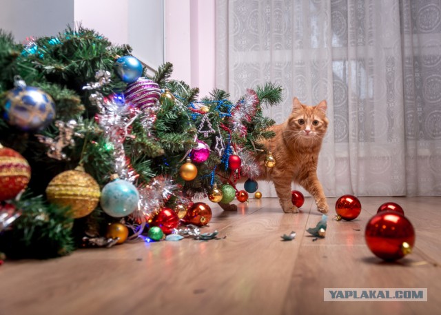 Его первый Новый год