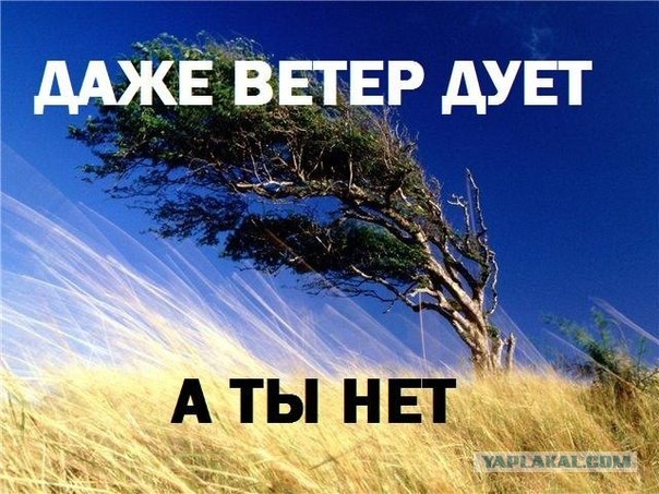 Такое может быть только в Голландии