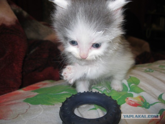 Котовторник 21.05.2013