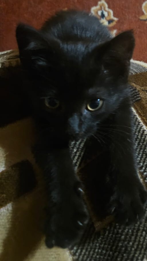 Минус один бродяга