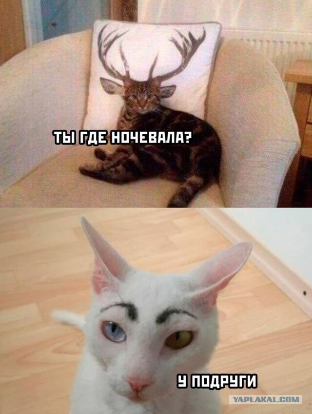 К котовторнику: подборка картинок-баянов с котиками и про котиков. Выпуск 32.