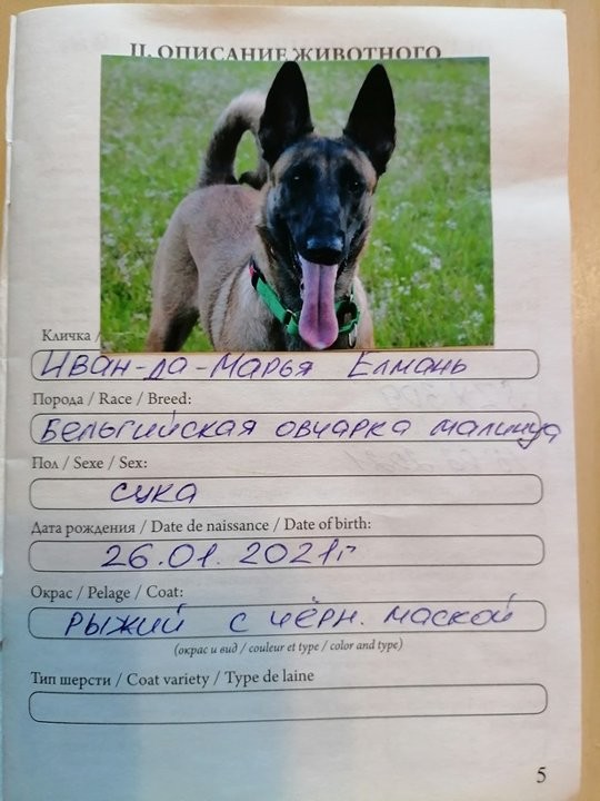 К собакочетвергу. Дачное