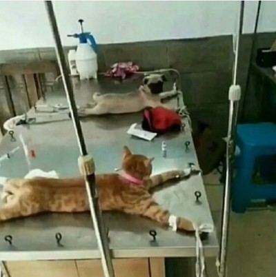 Последствия бесоёбства