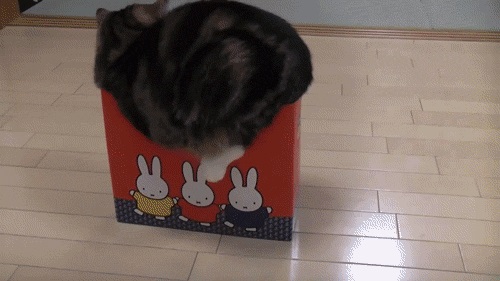 Кот в квадрате