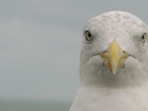 Поклонская и господин Чайка