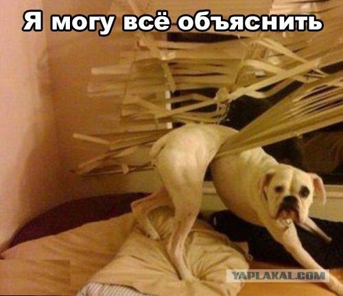 Картинки, гифки для поднятия настроения