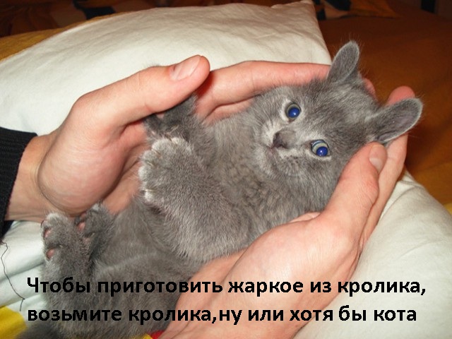 Коты, как многогранные личности