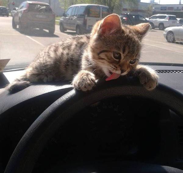 Смешные картинки, приколы, комментарии и прочее...