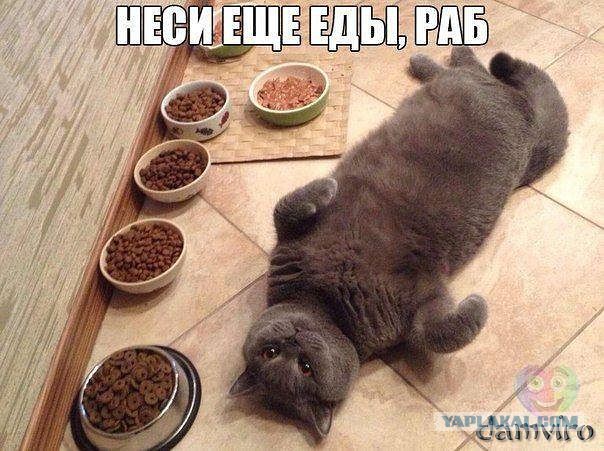 Как мой кот просит покушать