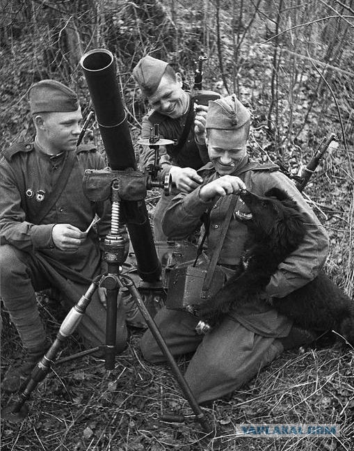 Самые трогательные фотографии войны